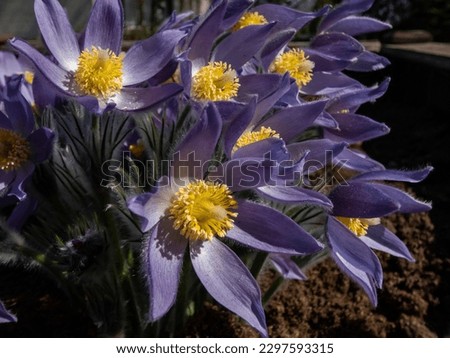 Close-up of a group of the Bell-shaped, purple flowers of Eastern pasqueflower or cutleaf anemone (Pulsatilla patens) growing and blooming in the garden in early spring Royalty-Free Stock Photo #2297593315