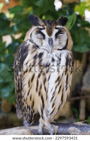  Close-up of a Striped Owl sitting on the branch                                
