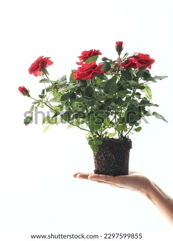 A hand holding an unpotted rose plant on a white background Royalty-Free Stock Photo #2297599855