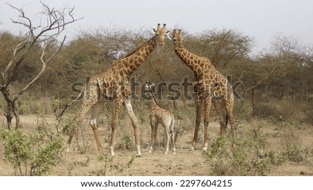 parents with baby giraffe in african savana Royalty-Free Stock Photo #2297604215