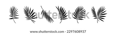 Beautiful palm tree leaf set silhouette background vector illustration 10 eps.