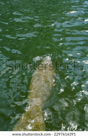 A wild manatee in the river in downtown Miami, Florida