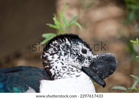 Close-up view of a male knob-billed duck also know as African comb duck.