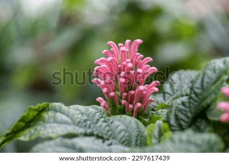 A beautiful justicia carnea flower also known as Brazilian-plume, pine-but begonia, pink flamingo flower and jacobinia.