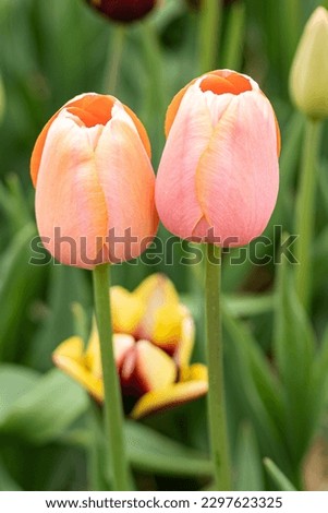 Vivid and colorful pink yellow red white and purple tulips