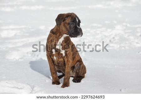 portrait of a young boxer puppy of tiger color. photo in winter on a snowy background