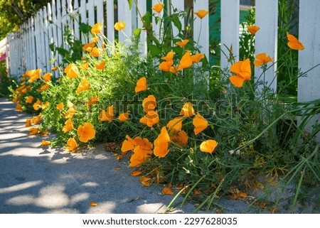 superbloom Poppies blooming in the cities