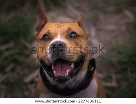 A TAN AND WHITE PITBULL MIX LOOKING UP WITH A HAPPY LOOK ON HIS FACE AND A BLURRY BACKGROUND