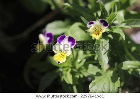 Johnny jump ups, or pansies, bloom with yellow and purple charm. Royalty-Free Stock Photo #2297641961