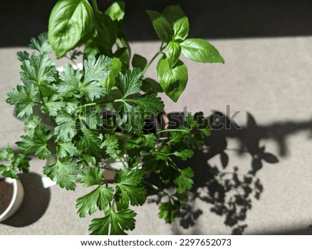 dark green fresh herbs close-up
