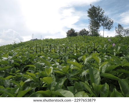enchanting tea gardens located in the Puncak area, West Java