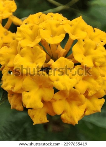 The beautiful yellow flower is perfect for the background, close up and blur backround