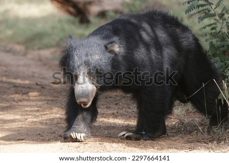 Sri Lankan Sloth Bear in the Wild, Visit Sri Lanka 