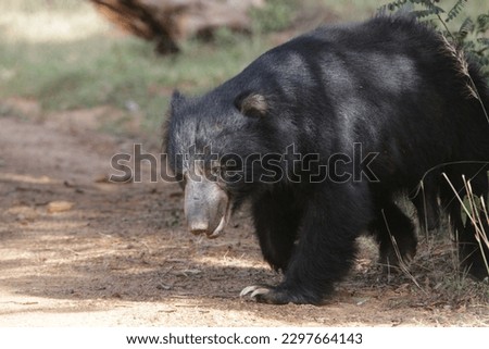 Sri Lankan Sloth Bear in the Wild, Visit Sri Lanka 