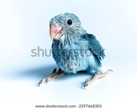 Forpus baby parrot bird on the white background