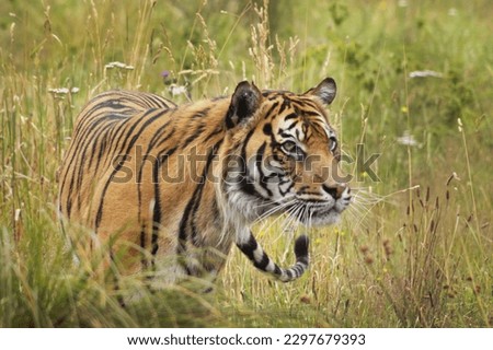 Sumatran tigers, Orana Wildlife Park