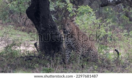 Big male Leopard   yala National Park waiting for a hunt 