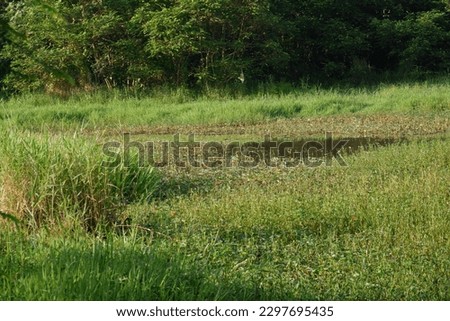 Swamp with wild plants around it