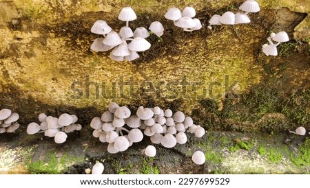 Fairy inkcap fungus, or Coprinus disseminatus, is a delicate mushroom with bell-shaped caps that dissolve into ink. It grows on rotting wood and soil in forests and urban areas. Macro photograpy