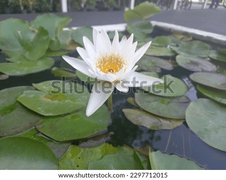 White lotus flowers are blooming in the tub 001