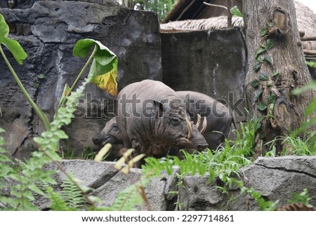 Some Babirusa enjoying their afternoon. Babirusa are endemic to the island of Sulawesi, which are endangered. Babirusa literally means Pig-Deer because they have big tusks that look like horns.