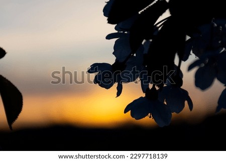 A soft silhouette image of apple tree blossoms with a bright orange sunset. 