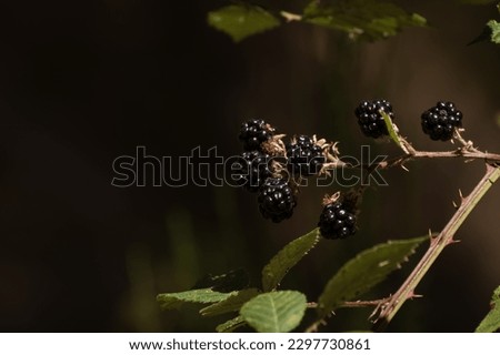 Juicy delicious black berries bush. 