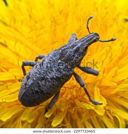 Beet weevil (lat. Asproparthenis punctiventris) is a species of beetle from the weevil family, a pest of cultivated beets.