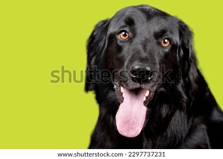Flat-coated Retriever dog in green background
