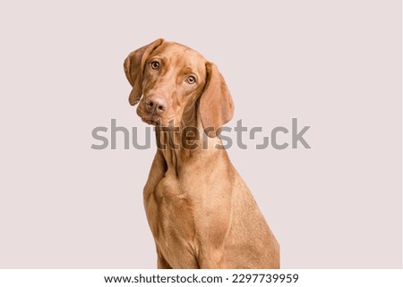 Vizsla dog sitting in grey background
