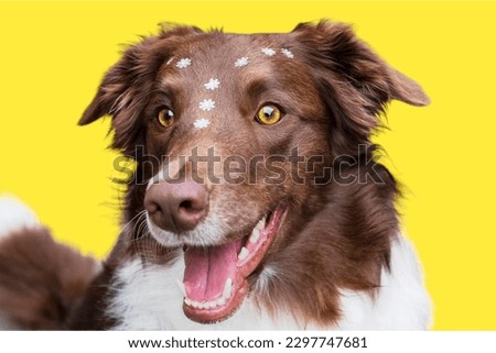 Border Collie in yellow background
