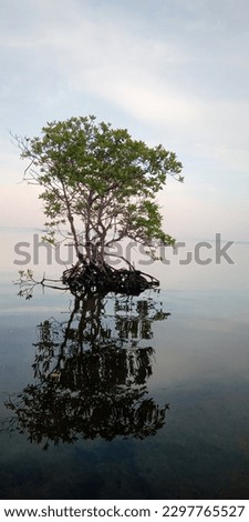 another tree on the ocean picture