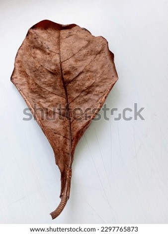 closeup of dried ketapang leaves (terminalia catapa) and isolated white. water ph changer for fish farming