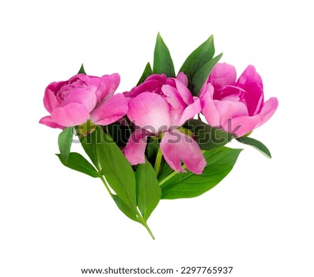 Peony flower set isolated on white background. Set flower. Postcard for congratulations or invitations. 

 Flat lay, top view concept with copy space for text.