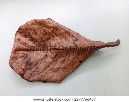 closeup of dried ketapang leaves (terminalia catapa) and isolated white. water ph changer for fish farming