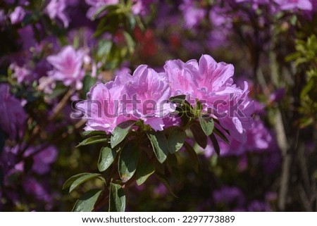 groups of pink rhododendron flowers blossoms with long stems in the garden in sunny day
