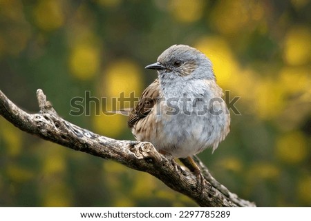 A close up portrait of a dunnock, prunella modularis, also known as a hedge sparrow. the background is out of focus yellow gorse