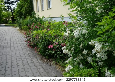 The white flowers of the Rosa multiflora bush and the pink flowers of the garden rose bush bloom in June. Rose is a woody perennial flowering plant of the genus Rosa, in the family Rosaceae.  Royalty-Free Stock Photo #2297788945