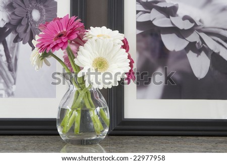 pink and white gerber daisies in vase with b&w daisy art in background