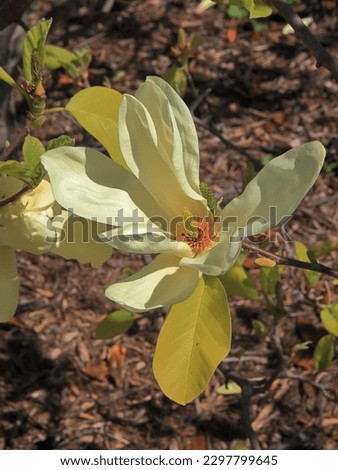 The photo was taken in the botanical garden of the city of Odessa. The picture shows a flower of a rare yellow magnolia.