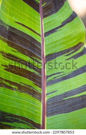 Musa Sikkimensis (Red Tiger) leaf detail Royalty-Free Stock Photo #2297807853