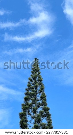 One spruce tree and a blue sky