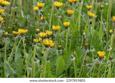Dandelions in the grass, yellow spring flowers.