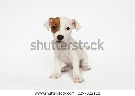 The cutest most adorable Jack Russel terrier puppy with folded ears. Tiny two months old pup with funny fur stains, isolated on white background. Close up, copy space. Royalty-Free Stock Photo #2297822111
