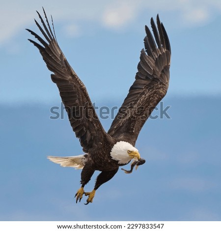 A selective focus shot of a powerful bald eagle with a fish in its beak flying in the sky