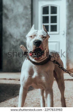 Celebrate canine excellence with this exquisite portrait of a champion Dogo Argentino. The white dog's proud bearing and confident gaze embody the distinguished nature of this remarkable breed.