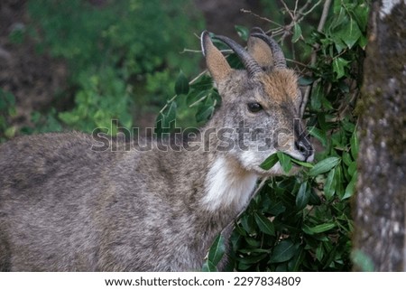 A closeup of a long-tailed goral (Naemorhedus caudatus) with leaves in its mouth in a forest Royalty-Free Stock Photo #2297834809