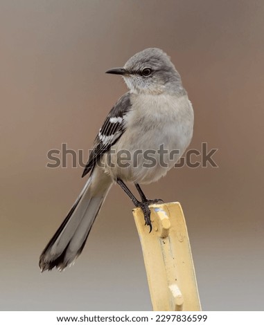 A selective focus of a Northern mockingbird perched on a metal pole with a blurry background