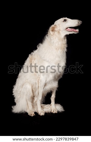 Russian greyhound borzoi dog posing sitting for portrait in studio Royalty-Free Stock Photo #2297839847