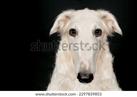 Russian greyhound borzoi dog posing for portrait in studio Royalty-Free Stock Photo #2297839853